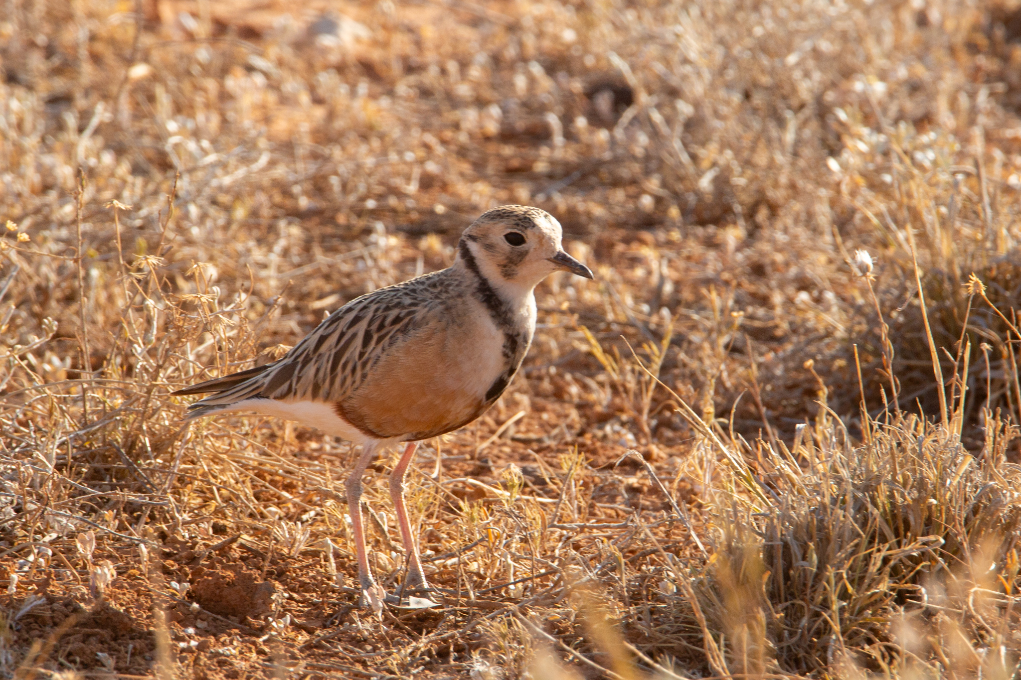 Inland Dotterel illustration