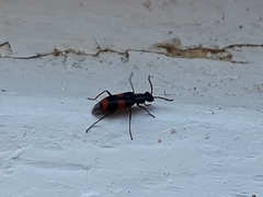 Anthocomus fasciatus