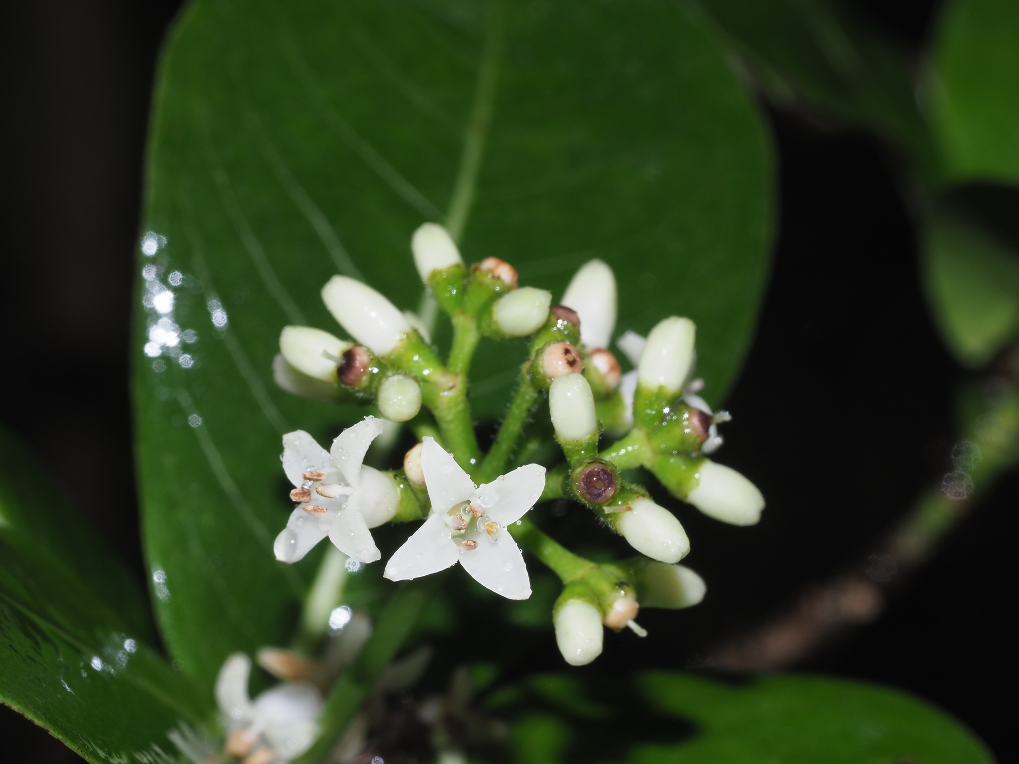 Psychotria hathewayi