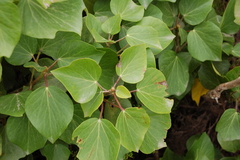 Hedera azorica
