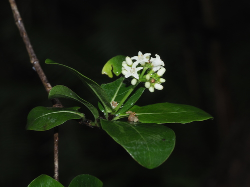 Psychotria hathewayi