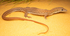 Rusty Desert Monitor photo 3