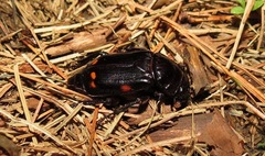 Nicrophorus pustulatus