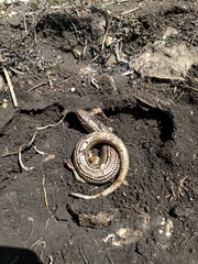 Plestiodon obsoletus