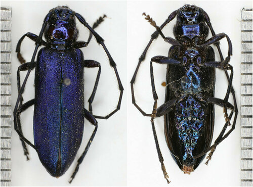 Pseudocallidium