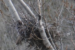 Bubo virginianus lagophonus