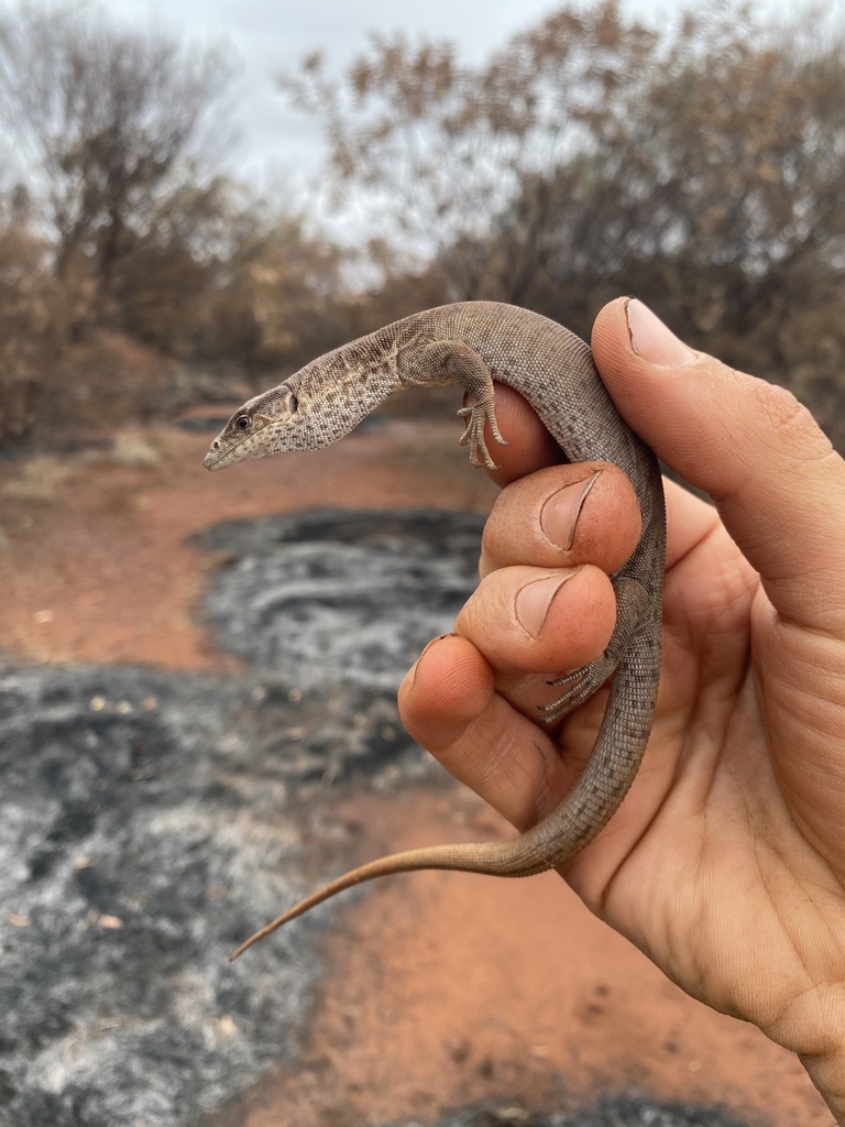 Bush's Monitor