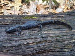 Ambystoma laterale
