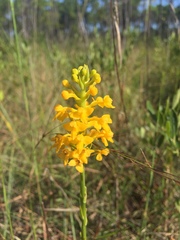 Platanthera integra