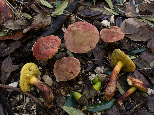 iNaturalist | (c) Mark Mowlazadeh, some rights reserved (CC BY-NC), uploaded by Mark Mowlazadeh Representative image of Xerocomellus redeuilhii