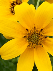 Engelmannia peristenia