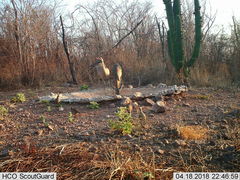 Callipepla douglasii