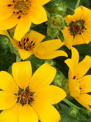 Engelmannia peristenia