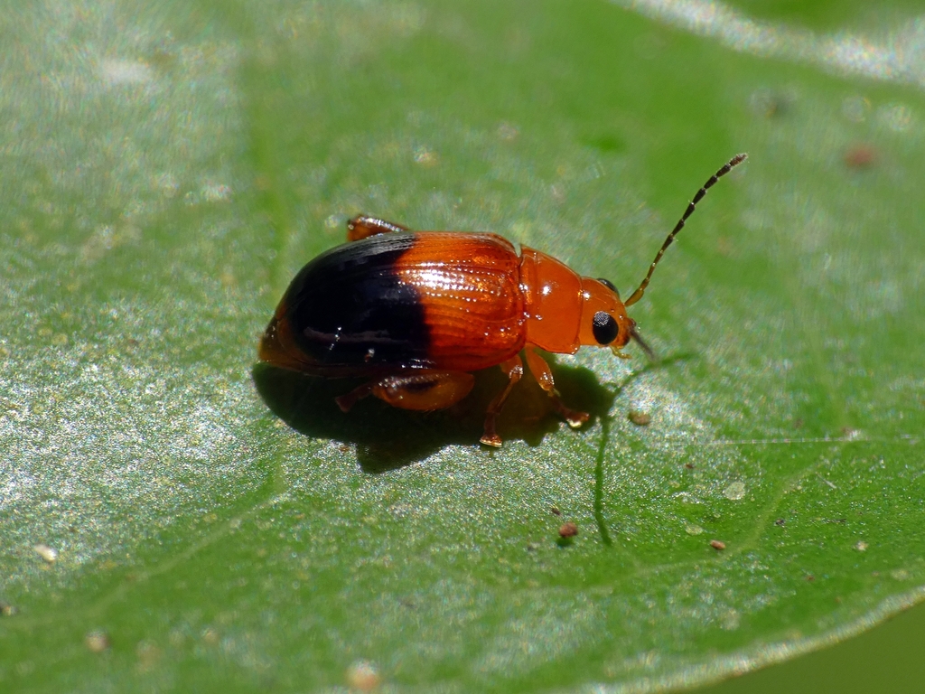 Arsipoda seminigra