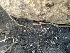 Plestiodon obsoletus