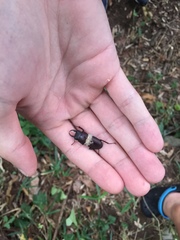 Dorcus rectus rectus