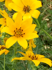 Engelmannia peristenia