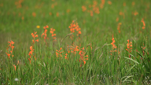 Image of Watsonia pillansii by (c) Wynand Uys, some rights reserved (CC BY)