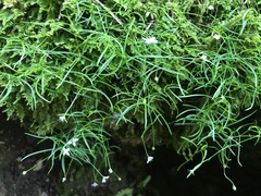 Moehringia muscosa