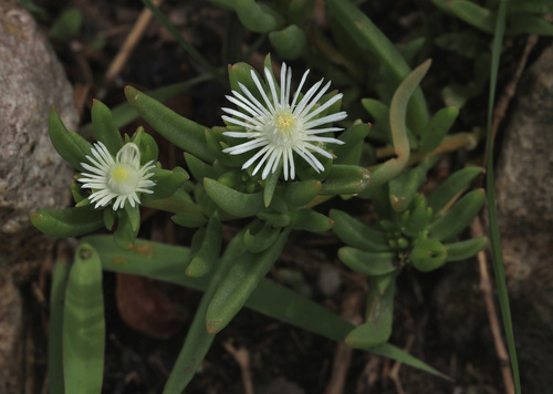 Image of Delosperma pondoense by (c) Wynand Uys, some rights reserved (CC BY)