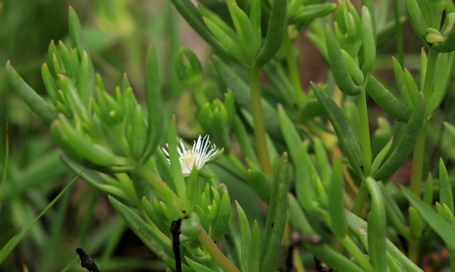 Image of Delosperma pondoense by (c) Wynand Uys, some rights reserved (CC BY)