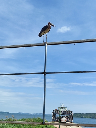 Marabou Stork