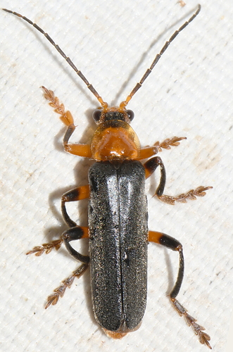 Juodablauzdis Minkštavabalis nuotrauka