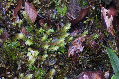 Breutelia arundinifolia observed 2022-12-07