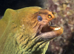 Brown Reef Eel photo 1
