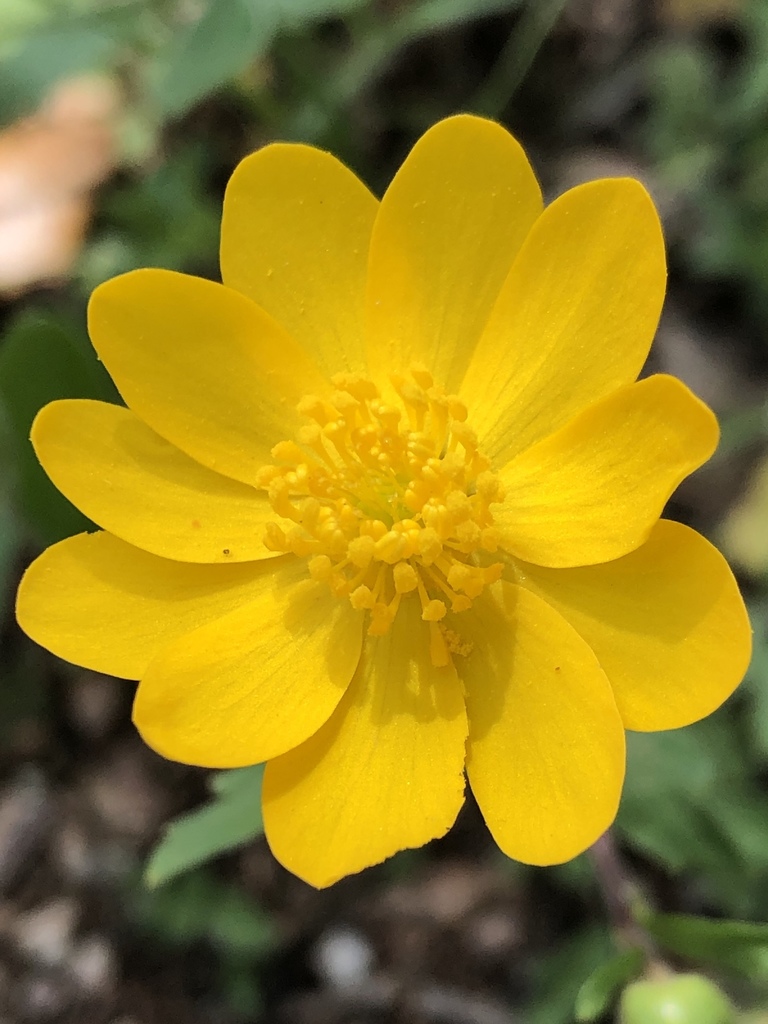 Large Buttercup from 6501 W William Cannon Dr, Austin, TX, US on March ...