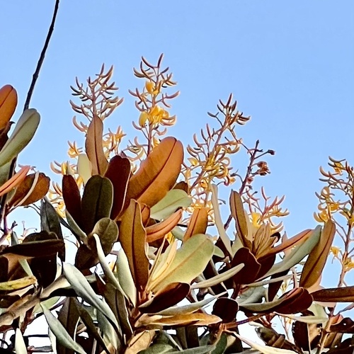 Vochysia discolor (Vochysia discolor)