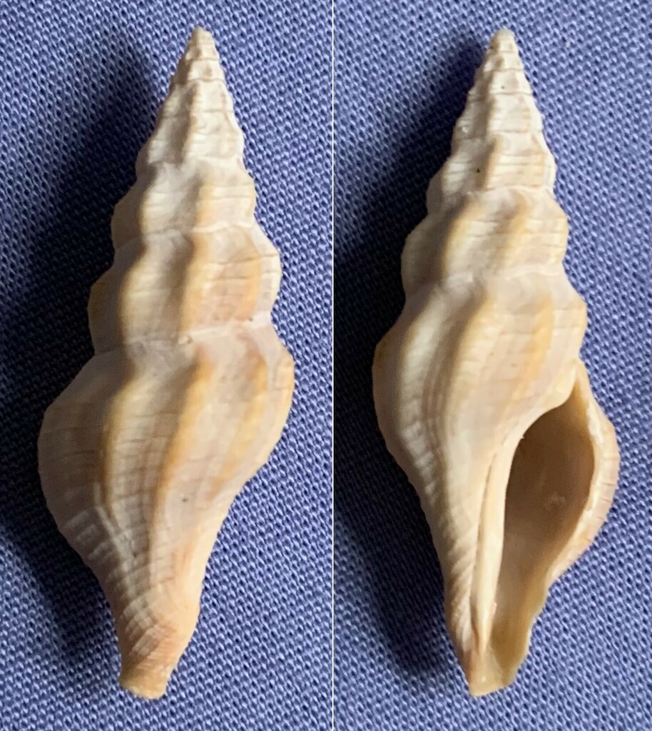 Clathrodrillia