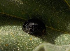 Parexochomus nigromaculatus