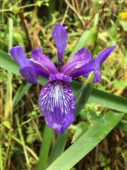 Iris douglasiana