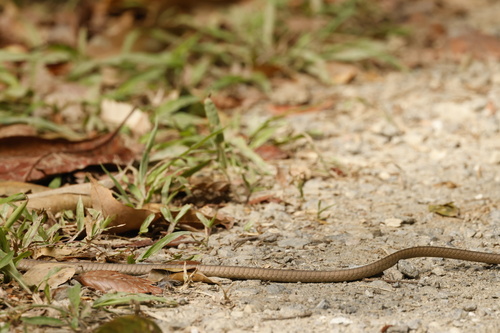 Northern Tree Snake sighting
