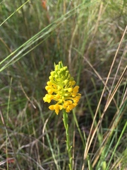 Platanthera integra