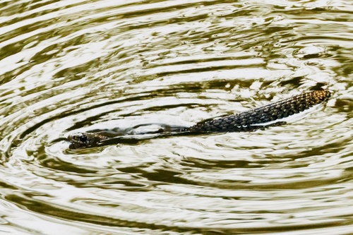 Common keelback sighting