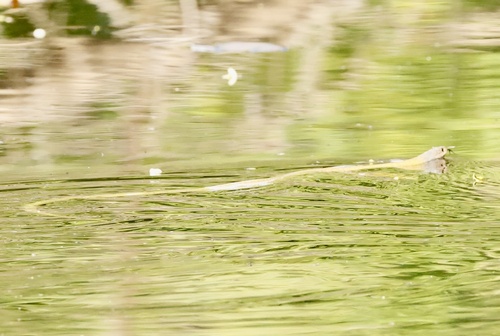 Common keelback sighting
