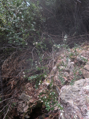 Image of Leionema bilobum by no rights reserved