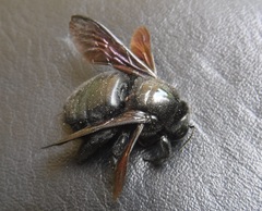 Xylocopa mordax