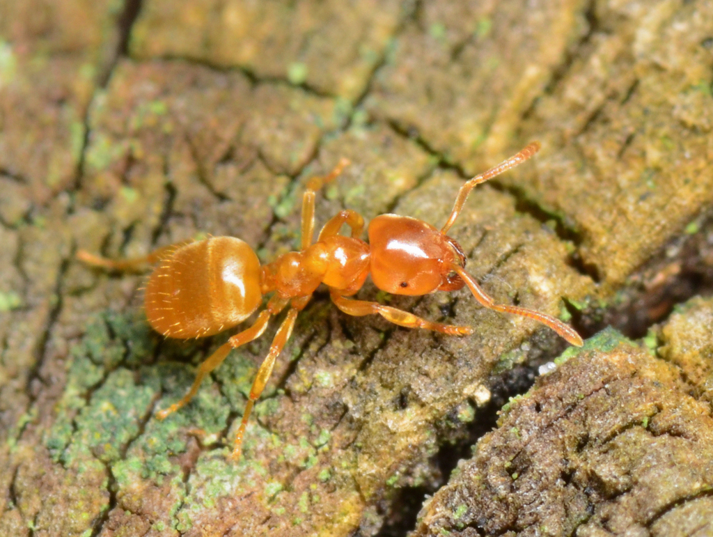 Lasius myops