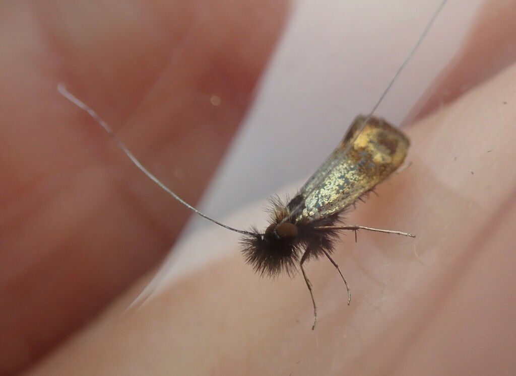 Nemophora barbatellus