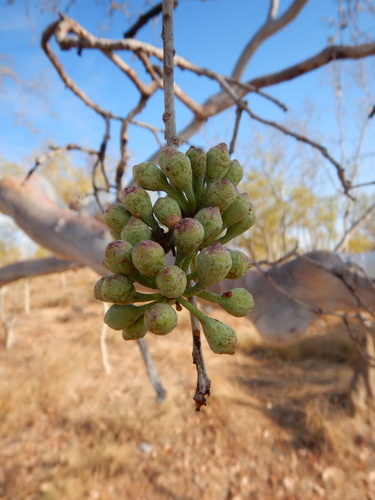 Corymbia grandifolia, 2023-11-07