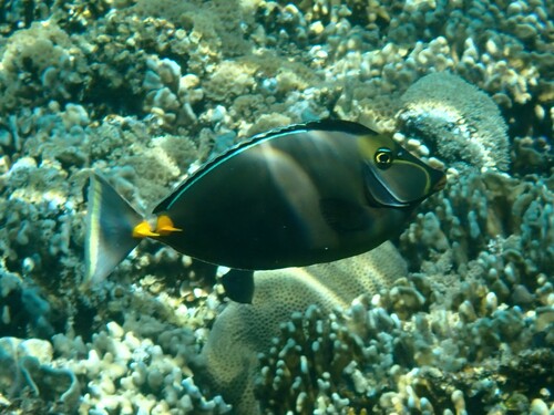 Pacific Orange-spine Unicornfish