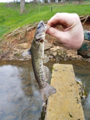 Ameiurus platycephalus