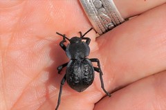 Microschatia inaequalis