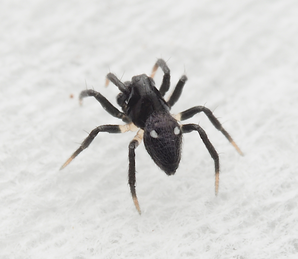 Argyrodes binotatus