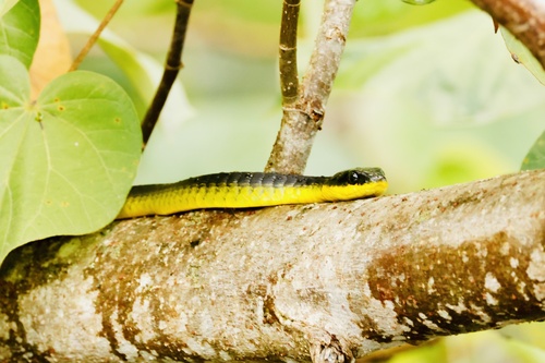 Common Tree Snake sighting