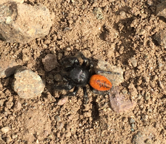 Phidippus johnsoni