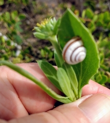 Praticolella mexicana